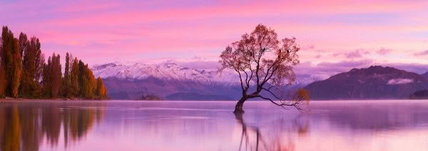 New Zealand Landscape Photography Serenity. That Wanaka Tree and Lake Wanaka with mountains at sunrise, Lake Wanaka, New Zealand