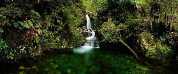 New Zealand Landscape Photography Avalanche Falls. Waterfall and bush in Arthurs Pass, New Zealand.