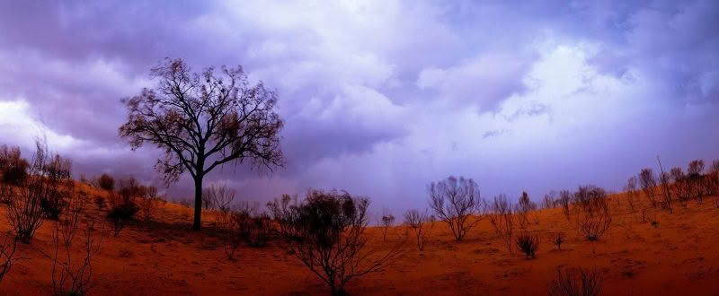 Desert Oak, Dramatic storm clouds behind an Oak Tree in Northern Territory, Australia.