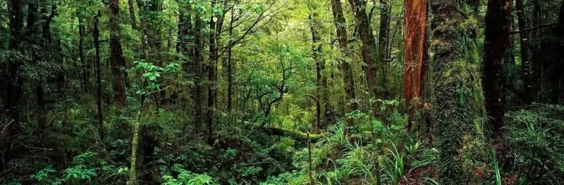 Forest Glow. Lush forest with moss near Haast, New Zealand.