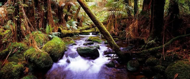 Forest Treasure, A stream runs through lush native bush in the Otway National Park of Victoria, Australia.