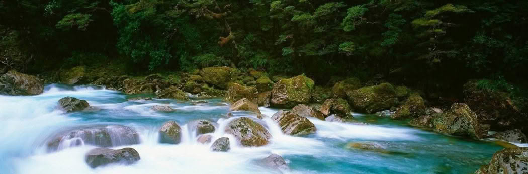 New Zealand Landscape Photography Hollyford Treasure Lush forest and beautiful clean Hollyford river, Fiordland, New Zealand.