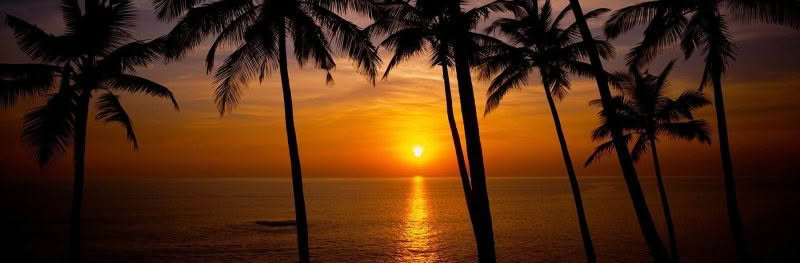 Palolem Harmony. The sun sets between a group of palm trees at Palolem Beach, Goa India.