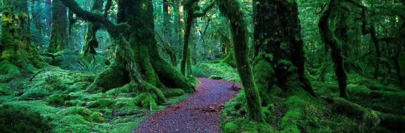 Serene Fiordland Forest, Fiordland, New Zealand. A path runs through the centre of beautiful moss covered trees and forest floor