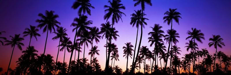 Tropical Serenity, Palm trees fill the frame with dawn light providing a colorful backdrop.