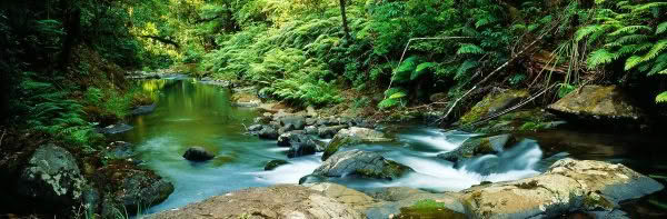 Waipoua Forest, Northland, New Zealand. A Limited Edition Fine Art Landscape Photograph by Richard Hume