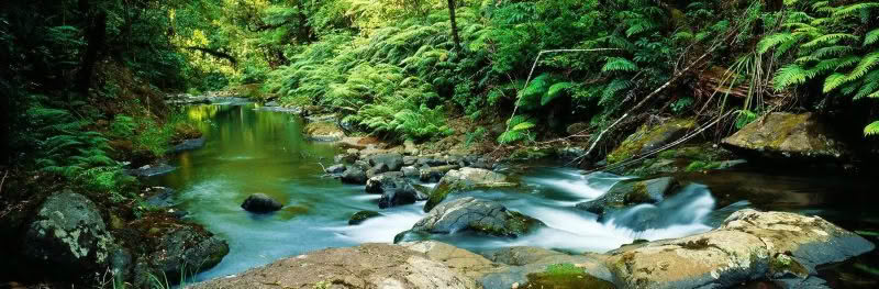 Waipoua Forest Jewel, Northland, New Zealand. The Waipoua river runs through lush forest