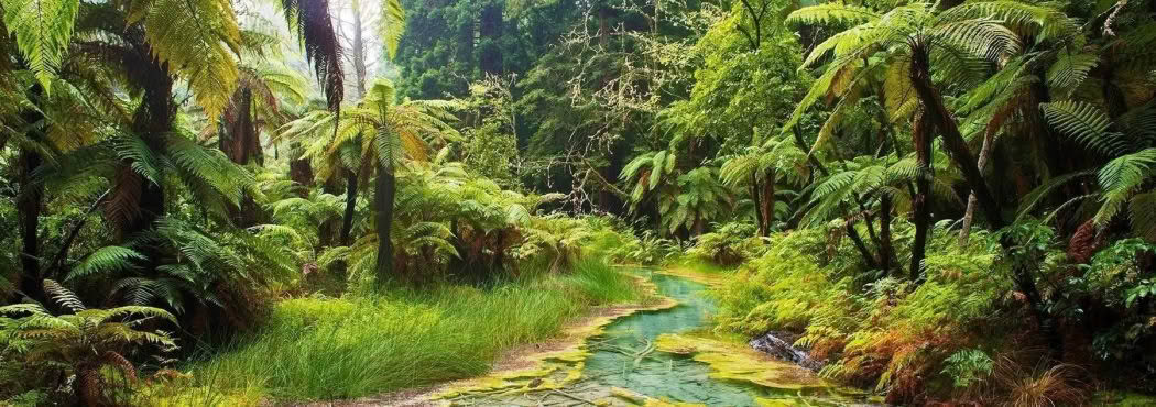 Divine, Rotorua, New Zealand. A Limited Edition Fine Art Landscape Photograph by Richard Hume