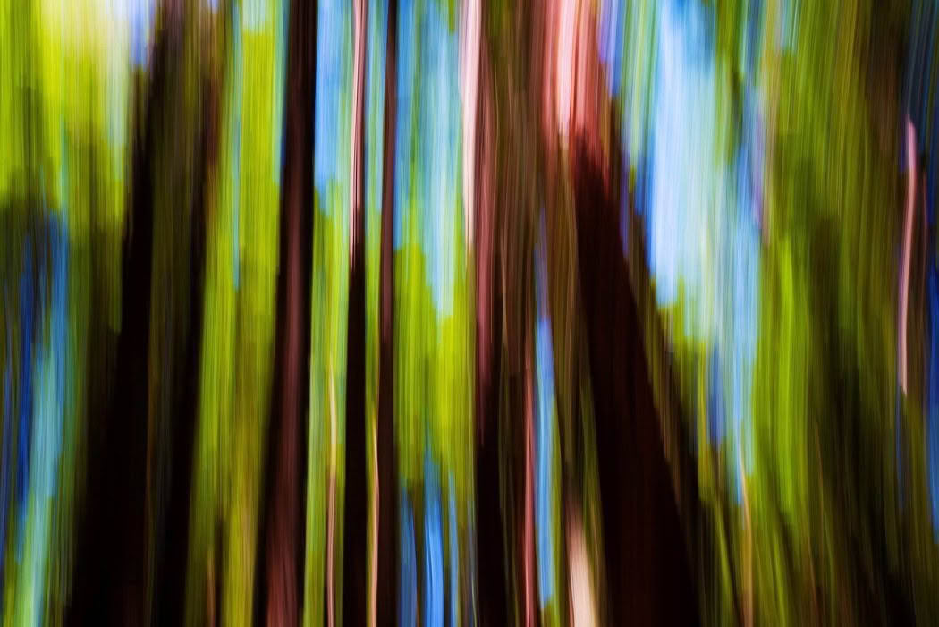 Redwood, Rotorua, New Zealand. A Limited Edition Fine Art Landscape Photograph by Richard Hume