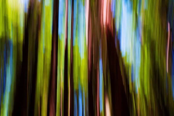 Redwood, Rotorua, New Zealand. A Limited Edition Fine Art Landscape Photograph by Richard Hume