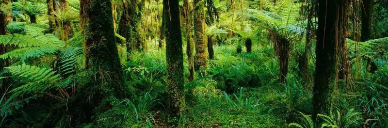 Serene Forest, Karamea, New Zealand. Native and lush forest interior with ferns and moss covered trees
