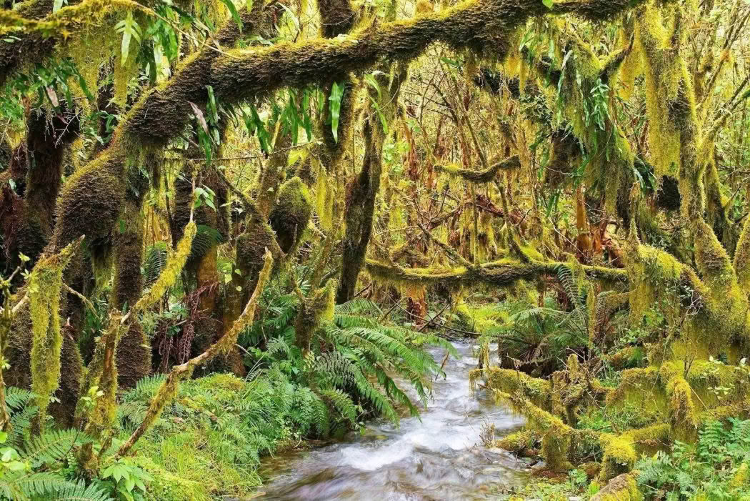 New Zealand Landscape Photography Lush Forest. Lush forest with moss and a stream in Fiordland, New Zealand