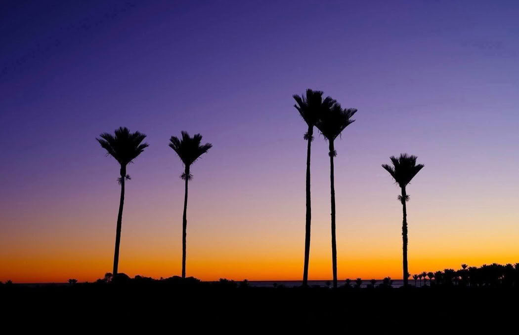 New Zealand Landscape Photography Nikau Dusk, Nikau palms at sunset on the West Coast of the South Island.