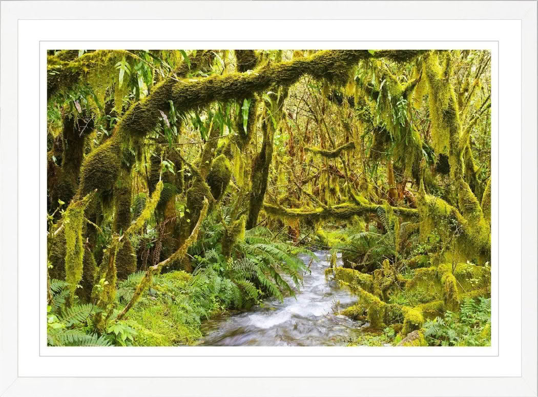 New Zealand Landscape Photography Lush Forest