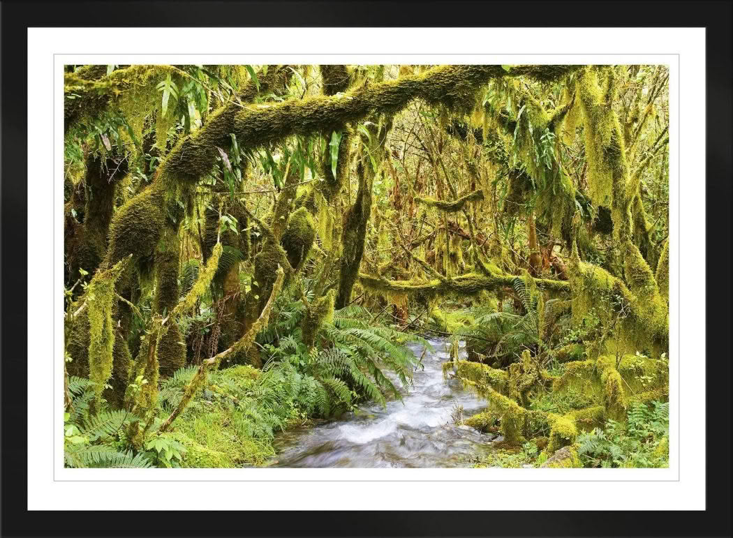 New Zealand Landscape Photography Lush Forest