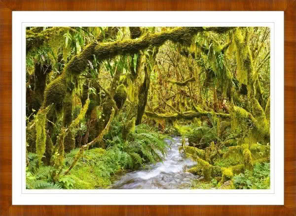 New Zealand Landscape Photography Lush Forest