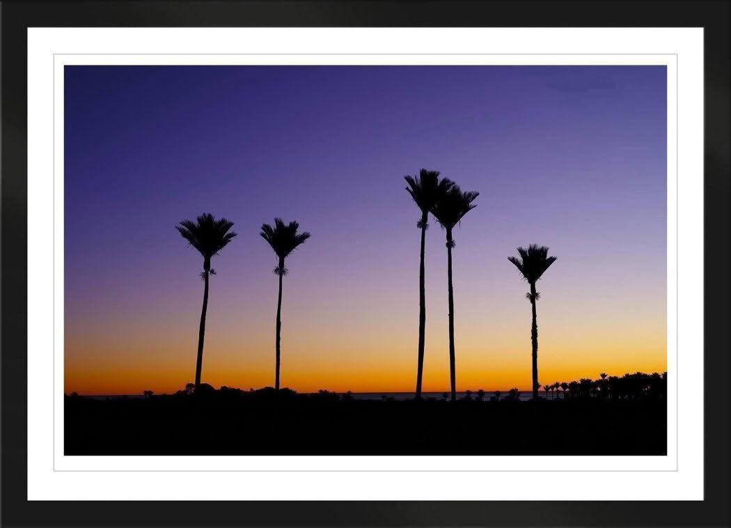 New Zealand Landscape Photography Nikau Dusk