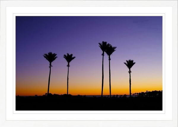 New Zealand Landscape Photography Nikau Dusk