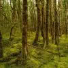 Beech Forest on Kepler Track, Fiordland New Zealand. Kepler Stillness