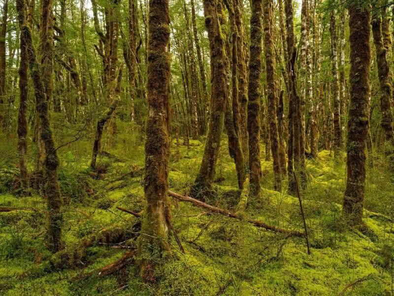 Beech Forest on Kepler Track, Fiordland New Zealand. Kepler Stillness