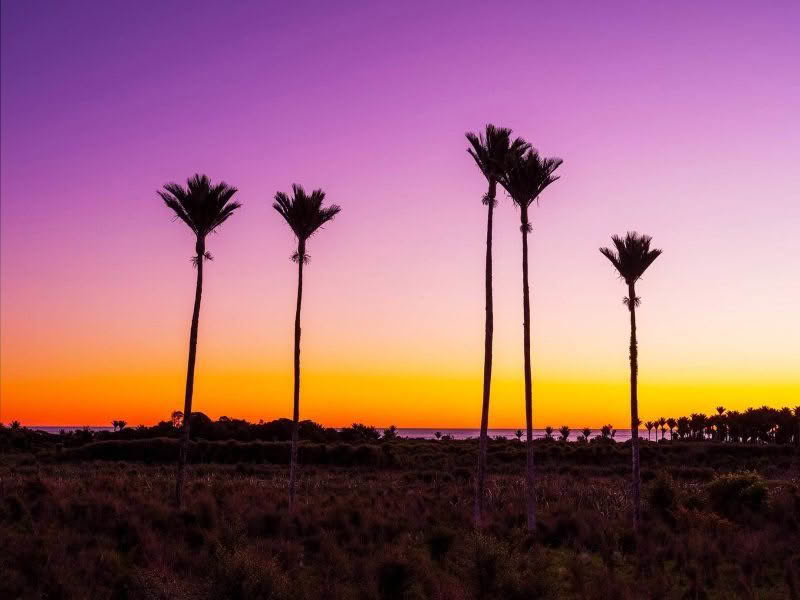 Nikau palms at sunset on the West Coast of the South Island, New Zealand. The palms are set against a vibrant sky with hues of orange and pink, capturing the serene atmosphere of the region